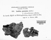 Lecidella parasema image